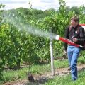 Како и како прскати грожђе у јулу за лечење против болести и штеточина