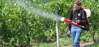 How and how to spray grapes in July for treatment against diseases and pests