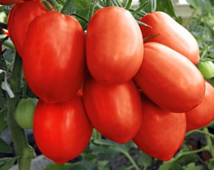 Beschreibung der Tomatensorte Tsarevna Swan, ihrer Eigenschaften und Produktivität