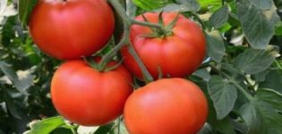 Características e descrição da variedade de tomate Palenque