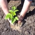 Trồng, chăm sóc cây mâm xôi vào mùa hè theo lời khuyên của các nhà vườn dày dạn kinh nghiệm