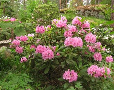 Beskrivning och egenskaper hos rhododendronuniversitetet i Helsingfors, plantering och vård