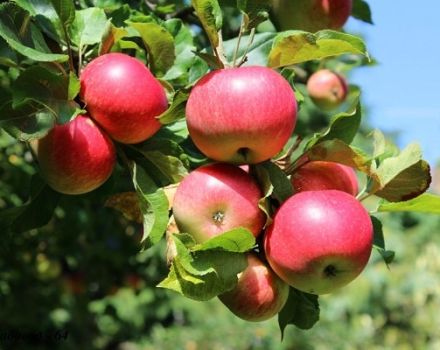 Descrição e características da variedade de maçã de verão Malt Bagaevsky