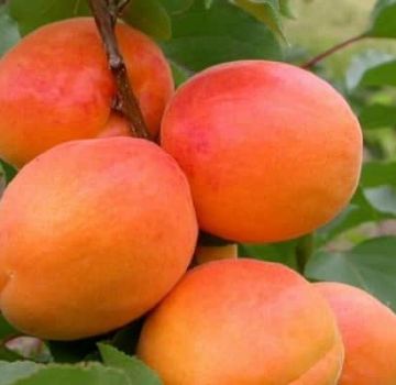 Beskrivelse af abrikosorten Sardonyx, egenskaber ved frugtning og kultiveringsegenskaber