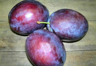 Descripción de la variedad de ciruela President, cultivo y cuidado del árbol.