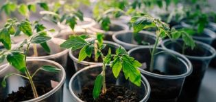Was ist die optimale Temperatur für den Anbau von Tomatensämlingen?