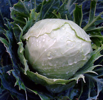 Warum Kohl lila Blätter hat und was zu tun ist und was fehlt