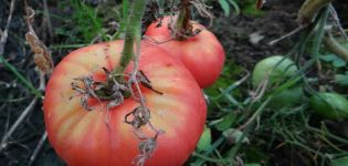 Kjennetegn og beskrivelse av forskjellige tomater Biysk rose og Biysk rosean