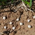Was ist Harnstoff (Carbamid), Anweisungen für die Verwendung von Düngemitteln im Garten