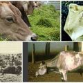 Causas e sintomas de infecção de peste bovina, métodos de tratamento e medidas de prevenção