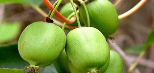 Description of varieties of actinidia kolomikta, rules of planting, care, pruning and reproduction