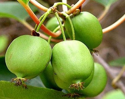 Opis odrôd actinidia kolomikta, pravidlá výsadby, starostlivosti, prerezávania a rozmnožovania