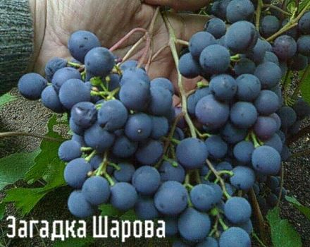 Περιγραφή και χαρακτηριστικά της ποικιλίας σταφυλιών Riddle Sharova, κανόνες φύτευσης και φροντίδας
