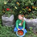 Schritt-für-Schritt-Anleitung zum Anbau von Tüten mit Tomaten