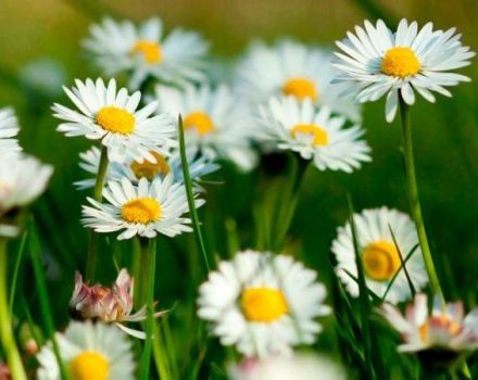 Beschreibung der Arten und Sorten von Gartengänseblümchen, Pflanzen, Anbau und Pflege