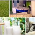 The composition and calorie content of sheep milk, its benefits and harms to the body