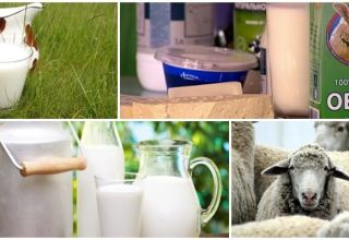The composition and calorie content of sheep milk, its benefits and harms to the body