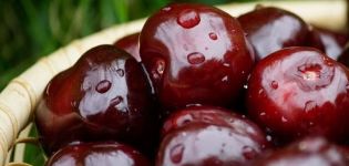 Περιγραφή των ποικιλιών του μαύρου κερασιού Morel, Rossoshanskaya και Shokoladnitsa, φύτευση και φροντίδα
