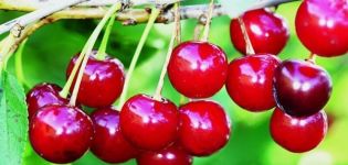 Descripción de la variedad de cerezas canadienses Precious Carmine y características de fructificación.