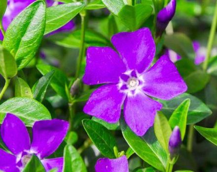 Propriétés médicinales et contre-indications de la pervenche, application et bienfaits d'une fleur