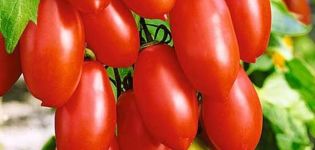 Description of the tomato variety Sugar fingers, its characteristics and yield
