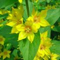 Beschreibung der Arten und Sorten von Loosestrife, Pflanzen und Pflege auf freiem Feld