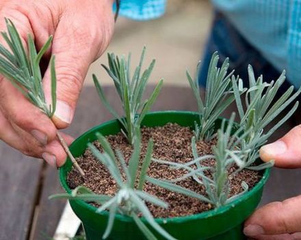 Plantar, cultivar e cuidar da lavanda ao ar livre nos Urais