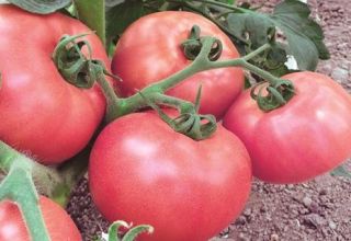 Beskrivelse og egenskaper ved Pink Lady-tomatsorten