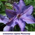 Planting dates and care for clematis in Siberia, the best varieties and growing rules