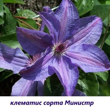 Datas de plantio e cuidados com clematis na Sibéria, as melhores variedades e regras de cultivo