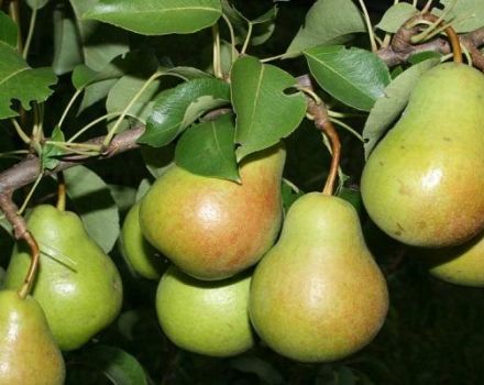 Beschreibung und Eigenschaften der Birnensorten Rogneda, Anbaumerkmale
