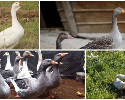Description and characteristics of the Ural gray and white geese, breed breeding