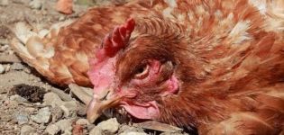 Sintomas e tratamento da pasteurelose em galinhas domésticas