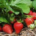 Como você pode aumentar a produção de morangos em campo aberto, das melhores maneiras