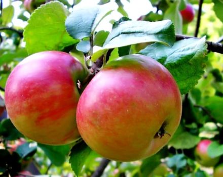 Beskrivning och egenskaper för äppelsorten Zhigulevskoe, plantering och skötsel steg för steg