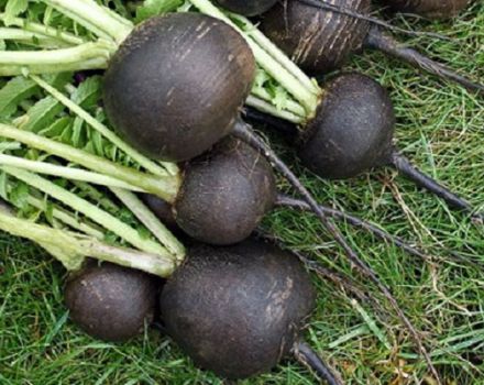Growing and caring for black radish in the open field, how and when to plant
