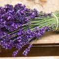 20 најбољих сорти и врста лаванде са описима и карактеристикама