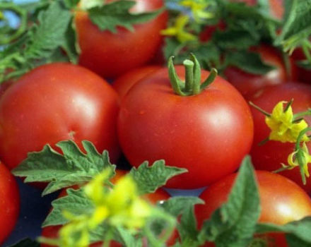 Eigenschaften und Beschreibung der Gina-Tomatensorte, deren Ertrag