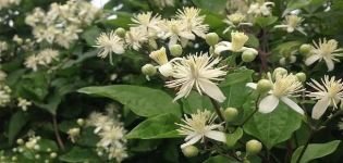 Descrição e variedades de clematite com folhas de uva, características de cultivo