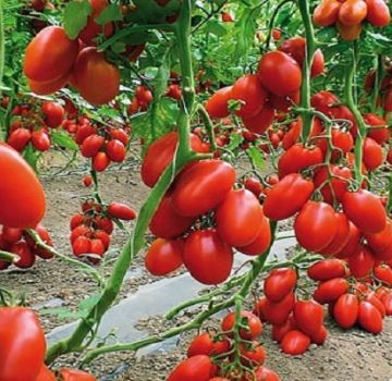 Beskrivelse af tomatsorten Buket i Sibirien, dens egenskaber og udbytte