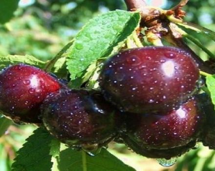 Kent kiraz çeşidinin tanımı ve özellikleri, avantajları ve dezavantajları, yetiştiriciliği