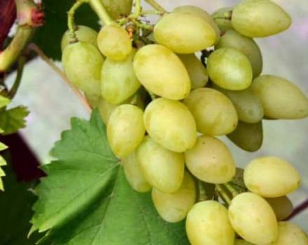 وصف أصناف وخصائص عنب مسقط وخصائص زراعته