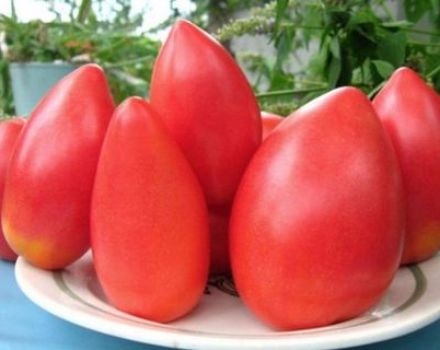Beschreibung der Tomatensorte Ob domes und ihrer Eigenschaften
