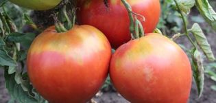 Description of the Freken Bock tomato variety, recommendations for growing and opinions of gardeners