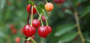 Descrierea și caracteristicile soiurilor de cireș Sudarushka, caracteristicile de plantare și îngrijire