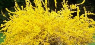 Description des espèces et variétés de forsythia ovoïde, règles de plantation et d'entretien
