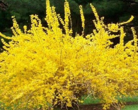 Description of species and varieties of ovoid forsythia, planting and care rules