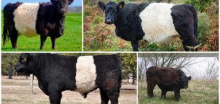 Beschreibung und Eigenschaften der Kühe der Galloway-Rasse, Aufbewahrungsregeln