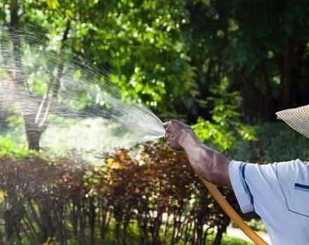Περιγραφή των 24 καλύτερων μυκητοκτόνων για τον κήπο, μηχανισμός δράσης και οδηγίες χρήσης