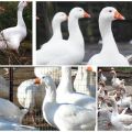 Описание и характеристики на унгарски гъски, плюсове и минуси на породата и грижите
